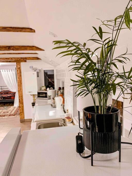 Yard Studio Rasnov Apartment Exterior photo